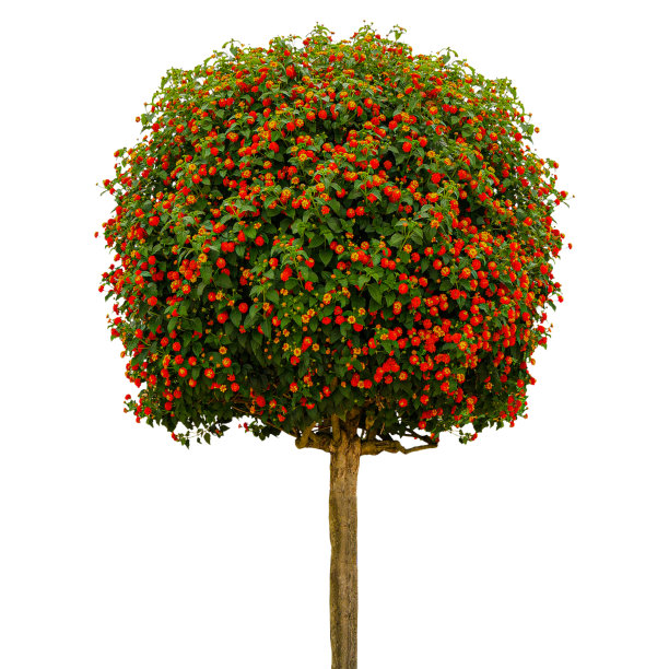 兰塔纳卡马拉，哭泣，小红莓修剪路径在白色孤立的背景图片下载