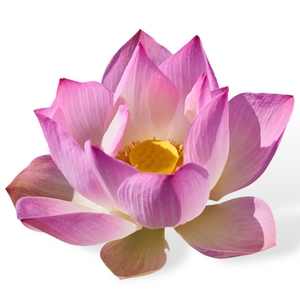 莲花:美丽和坚韧的象征图片下载