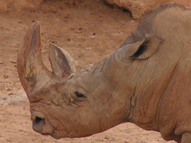 犀牛肖像角图片下载