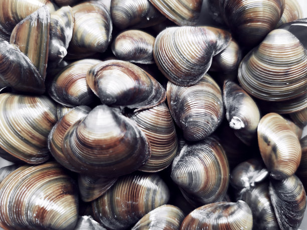 贝壳的背景图片下载