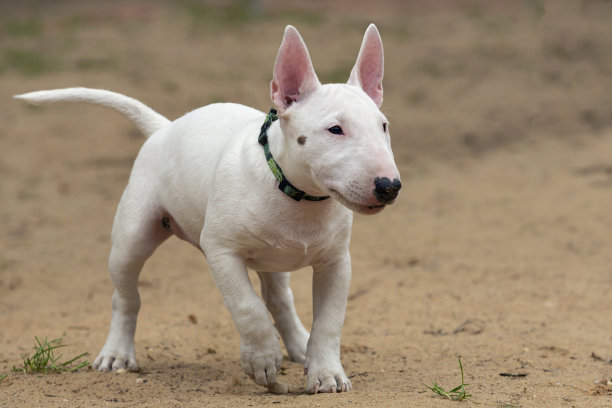 在沙滩上玩耍的白色斗牛犬幼犬图片下载