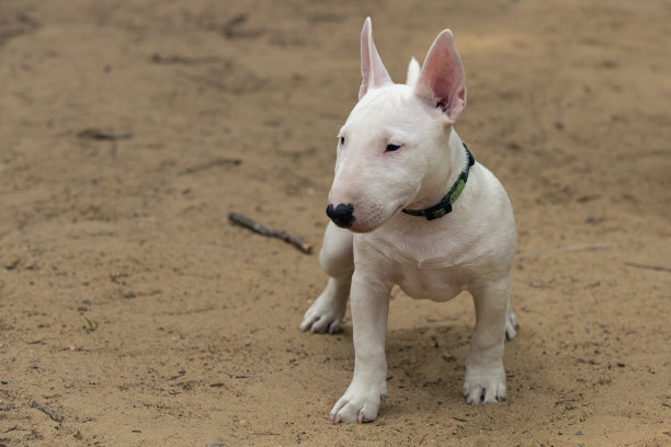 在沙滩上玩耍的白色斗牛犬幼犬图片下载