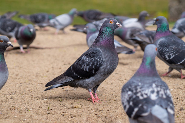 在街上喂鸽子图片下载