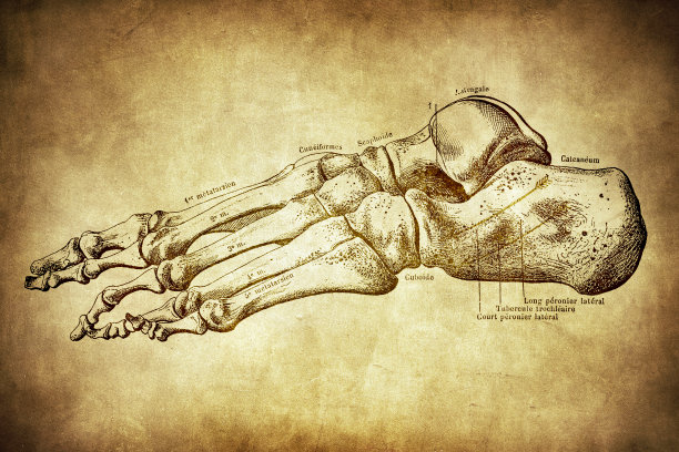 足关节韧带图片下载