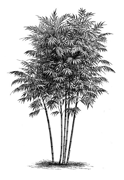 植物学植物古董雕刻插图:竹(巨多刺竹、印度多刺竹、多刺竹、多刺竹)图片下载