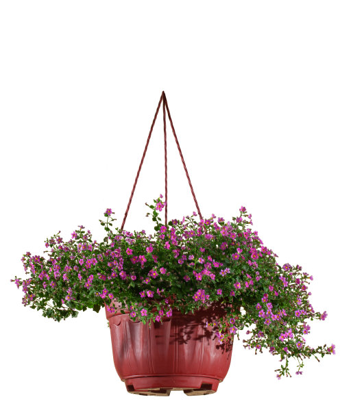 挂着粉红色花朵的花盆，孤立在白色的背景上图片下载
