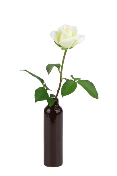 白玫瑰或玫瑰果，茎部分离，白色背景图片下载