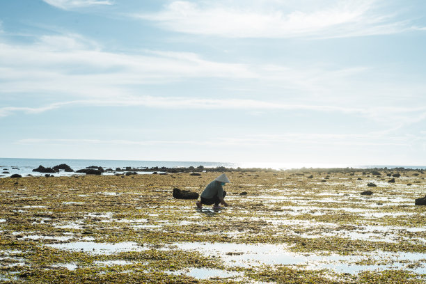 渔民在海滩上捕捉蜗牛的画面图片下载