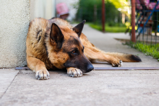 德国牧羊犬休息图片下载