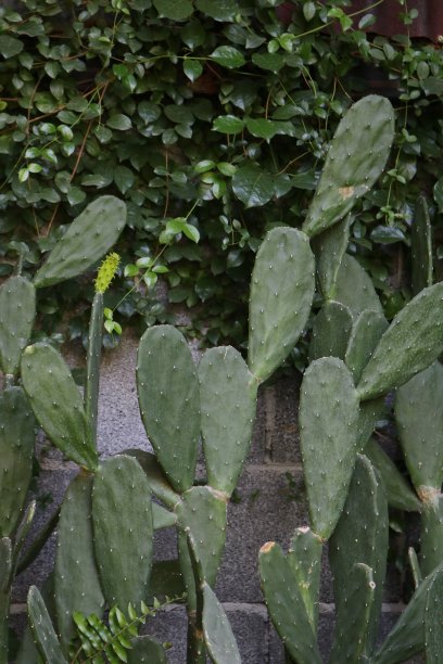 仙人掌植物充满了长而尖的针叶，周围是草和其他植物生长在石墙的一边图片下载