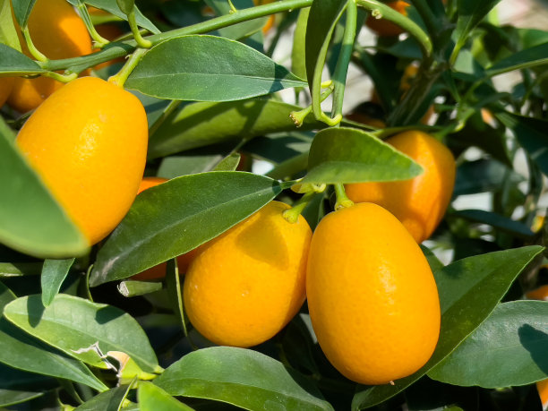 新鲜成熟的橘子，挂在橘子树上。图片下载