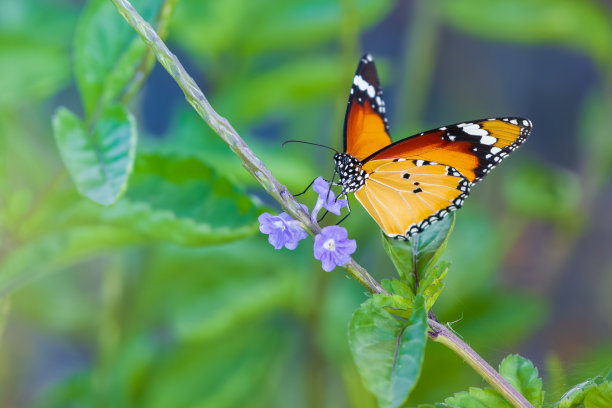 美丽的非洲帝王蝶特写照片，在草地上从野花中啜饮花蜜。图片下载