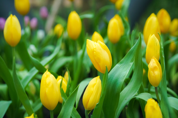 还没有开花的黄色郁金香将会出现在图片中。图片下载