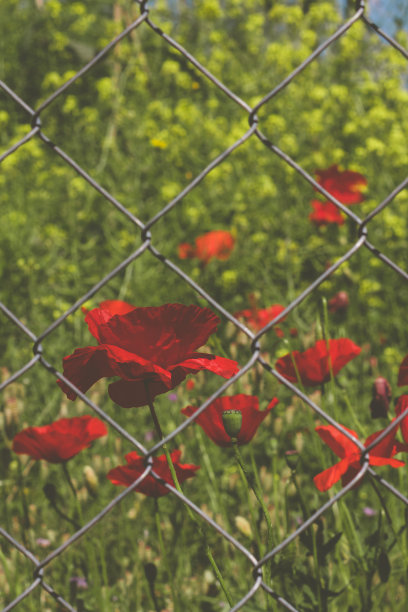 罂粟花图片下载