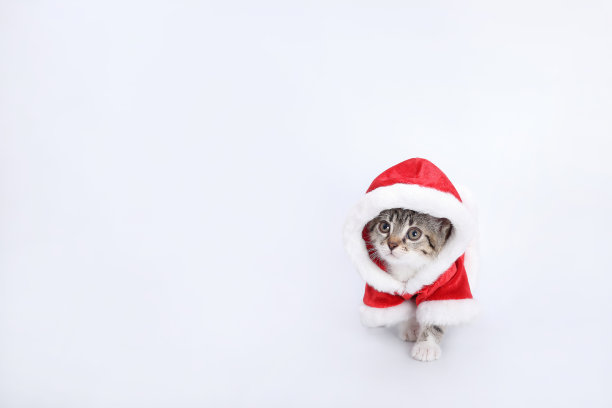 圣诞猫卡片。白色背景上的小猫。小宠物。小猫圣诞老人。图片下载