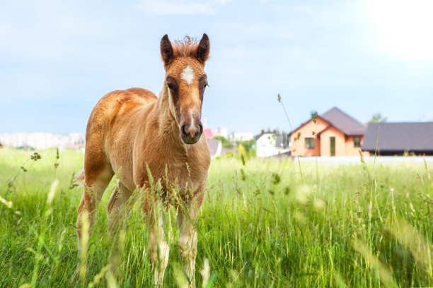 马驹在牧场或马场附近的牧场上独自吃草的一岁小马驹图片下载