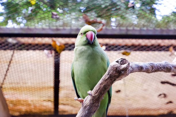 下午，栖息在围栏里的印度环颈鹦鹉的选择性焦点。图片下载