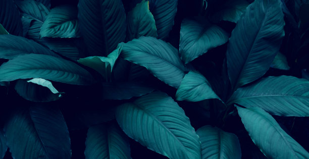 全帧的绿叶图案背景。图片下载