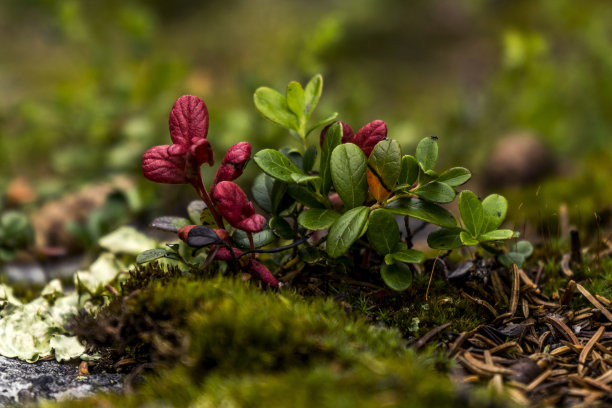 蔓越莓灌木图片下载