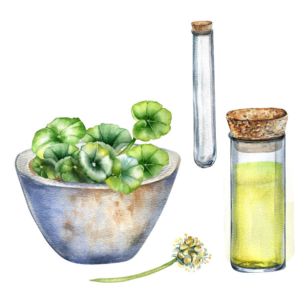 积雪草，精油，石碗水彩插图孤立于白色。石臼，玻璃烧瓶，试管，gotu可乐，可乐手绘。包装、标签、包装的设计元素图片下载