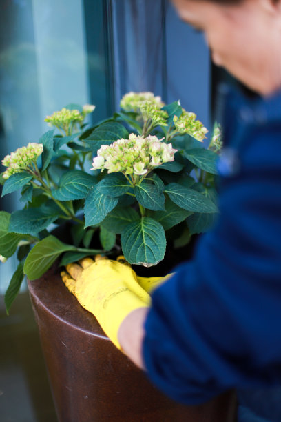 一位戴手套的妇女正在种花。盆栽植物。景观设计图片下载