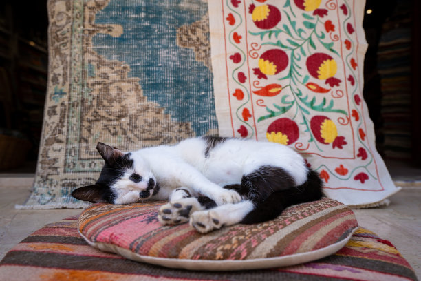 黑白相间的流浪猫躺在土耳其传统地毯上。图片下载