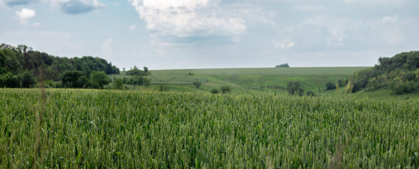 多云天空下的绿色麦田全景图图片下载