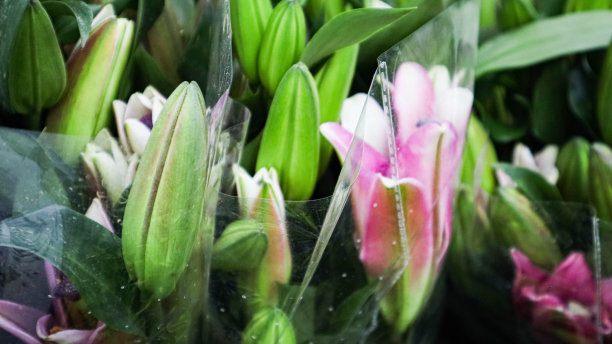 花店圆锥花序上的粉色百合。百合花盛开。图片下载