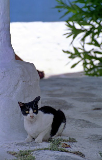 猫在阴凉处休息的景象图片下载