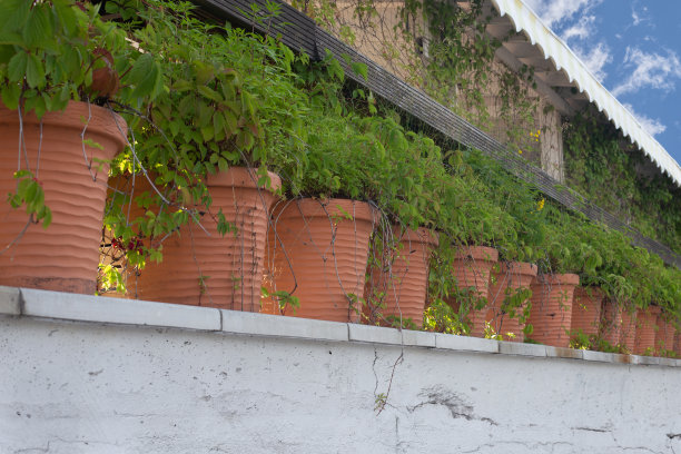 夏日露台上，一排新鲜的绿色植物栽在陶罐里图片下载