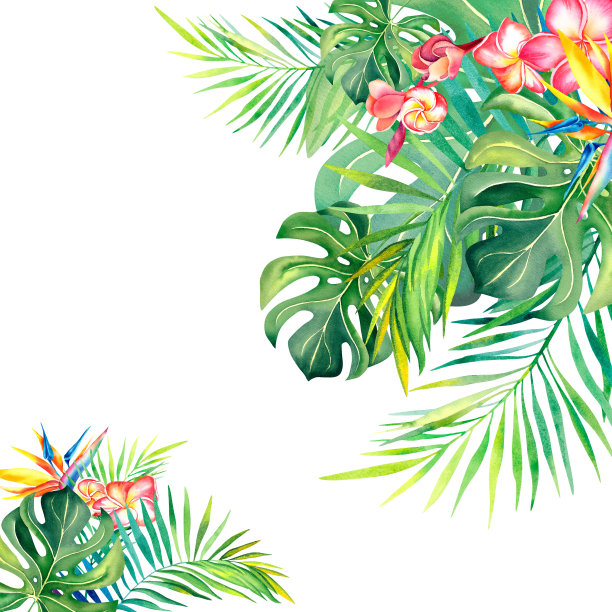 用棕榈叶做成的框架。鹤望兰。Plumeria。热带植物。热带的叶子。夏天的心情。水彩插图。横幅。图片下载