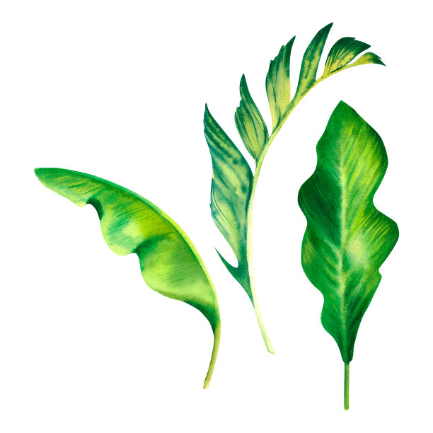 孤立背景上的棕榈叶。香蕉棕榈叶。热带地区。水彩插图。图片下载