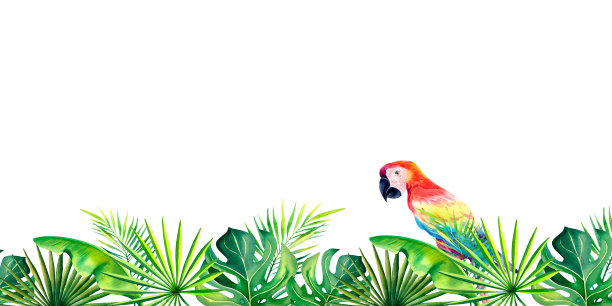 由热带植物制成的框架。横幅。怪物，棕榈枝，香蕉叶。水彩插图。图片下载