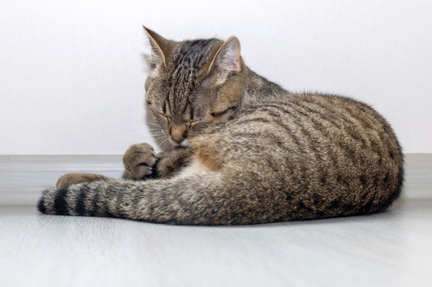 虎斑猫打哈欠躺在地板上梳理图片下载