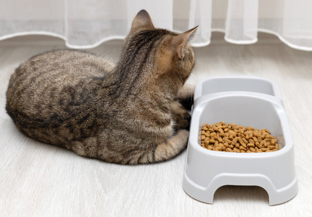 虎斑猫在装有猫粮的碗旁边图片下载