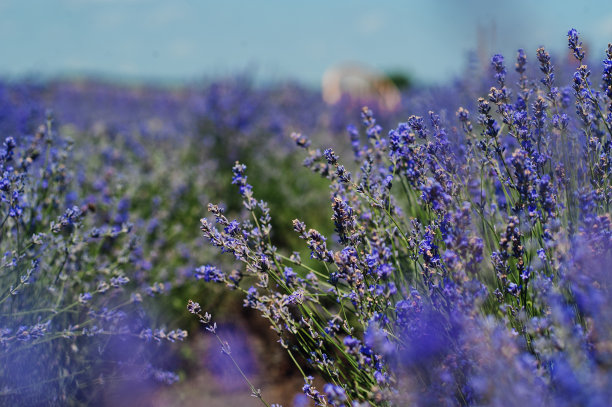 紫色薰衣草田的花朵特写。图片下载