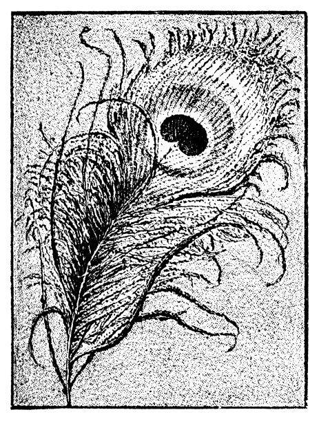 孔雀羽毛图片下载