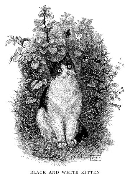 黑白猫图片下载