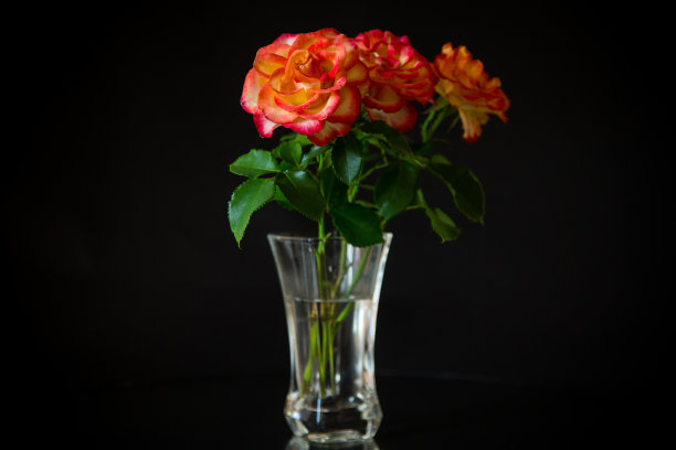 美丽的花朵盛开的红玫瑰在黑色的背景。图片下载