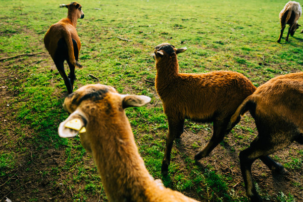 农场里的一群山羊。牧场上的牲畜图片下载