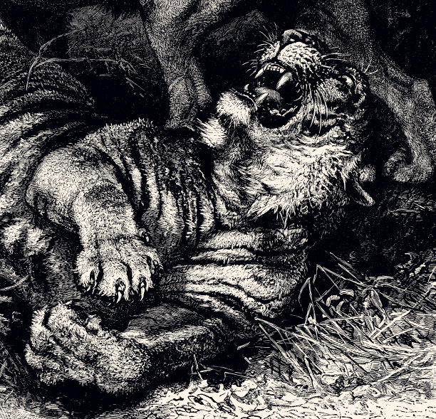 老虎(XXXL)图片下载