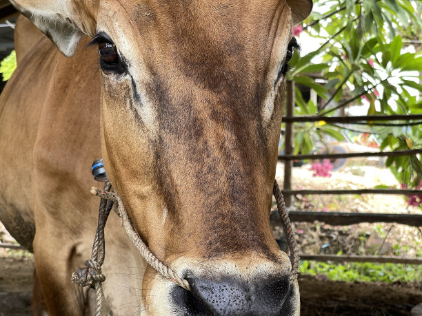 国内的牛图片下载