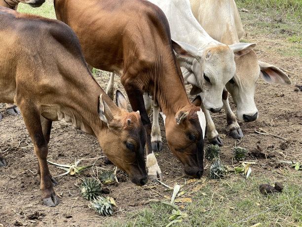 本地牛图片下载