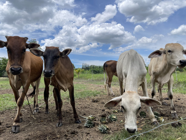 本地牛图片下载