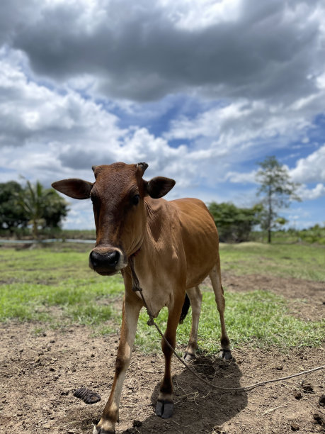 本地牛图片下载