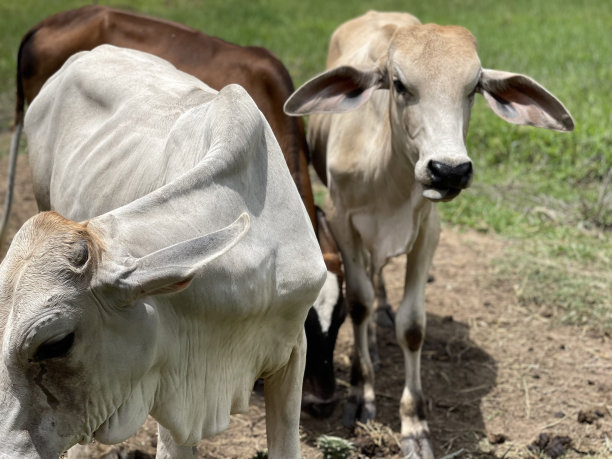 本地牛图片下载