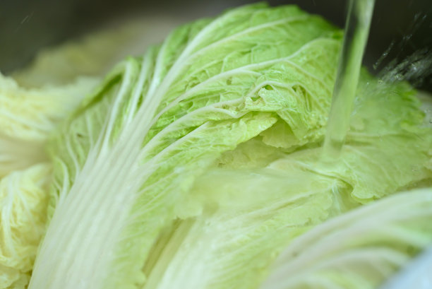 洗净的大白菜准备韩国泡菜白菜图片下载