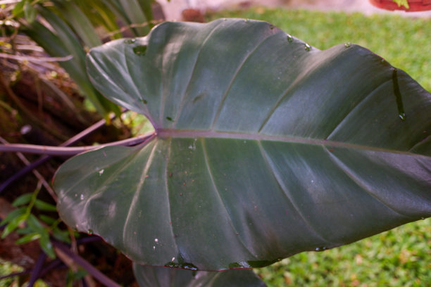 红水仙属植物的叶子图片下载