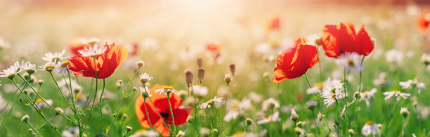 野花盛开的田野全景。图片下载