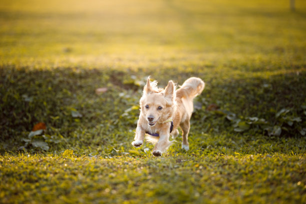 小狗在公园里又跑又跳图片下载
